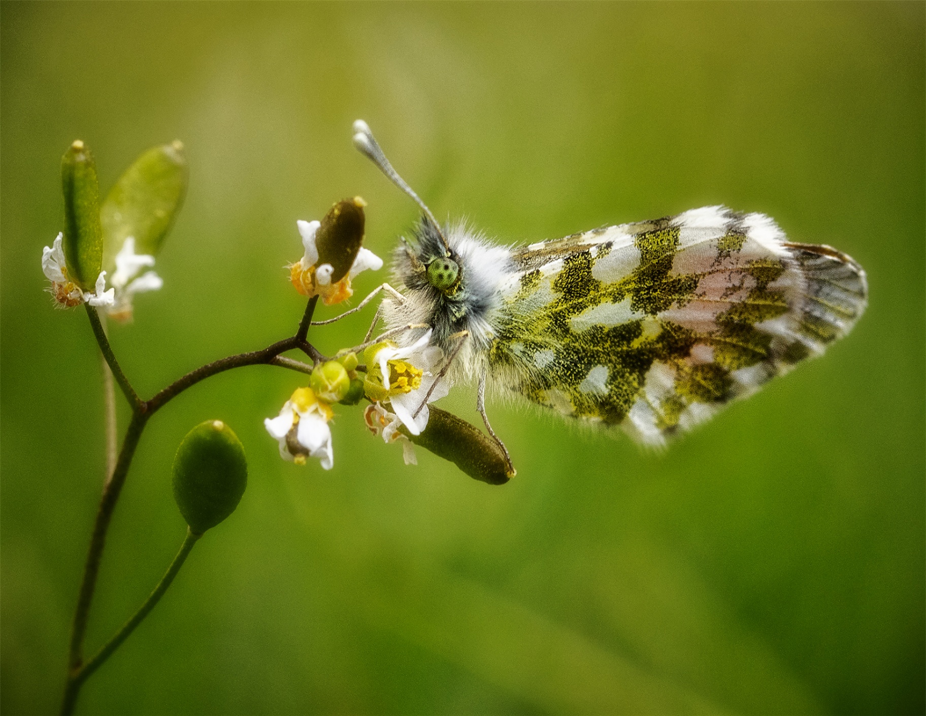 Fjäril på blomställning, Ort, År