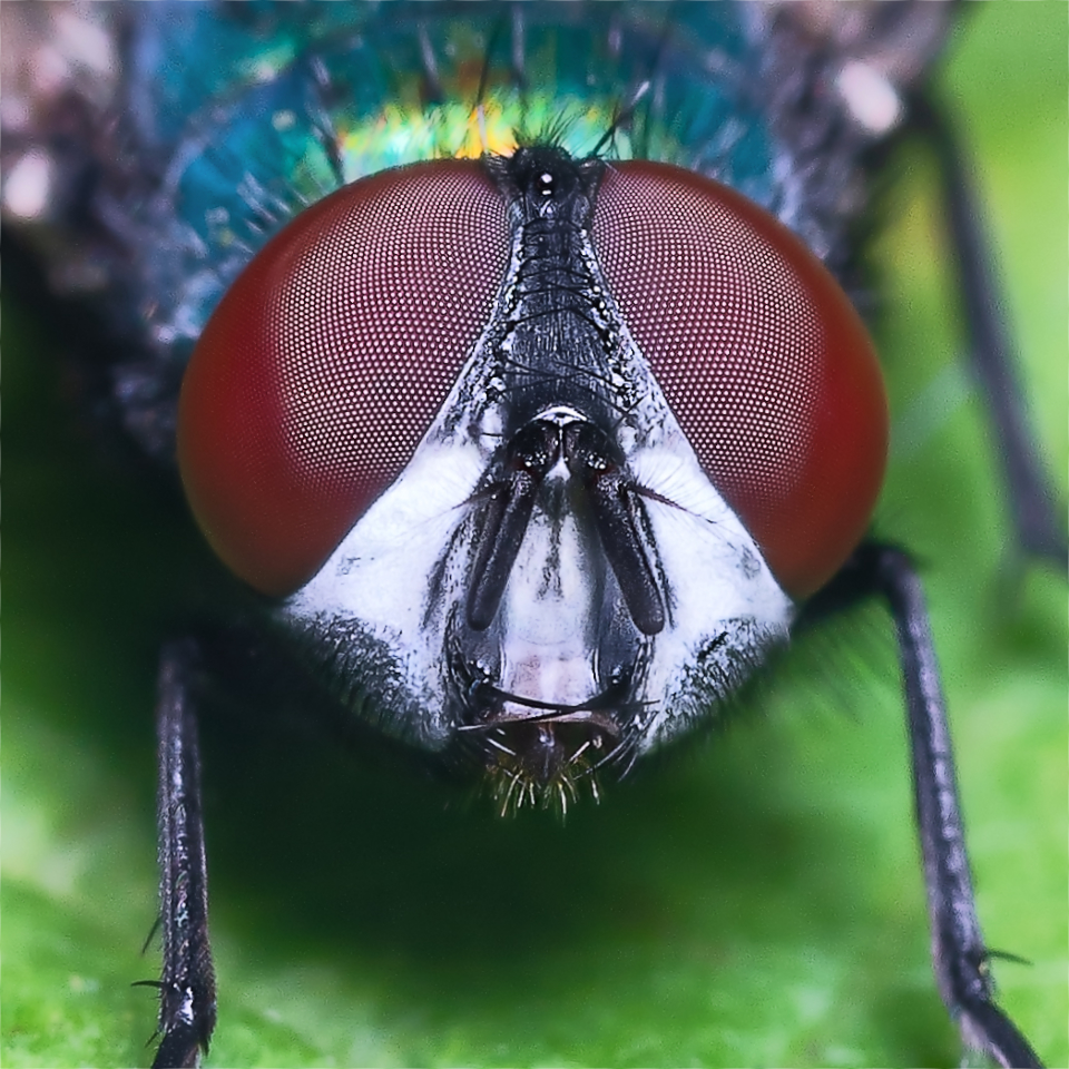 Flugans facettögon, Ort, År