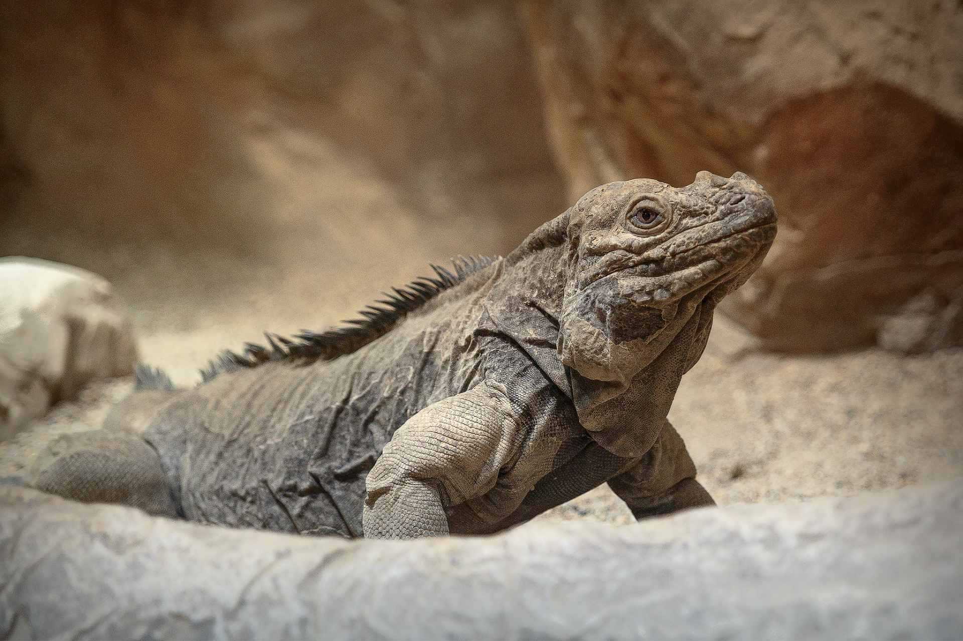 Leguan på klippa, Ort, År