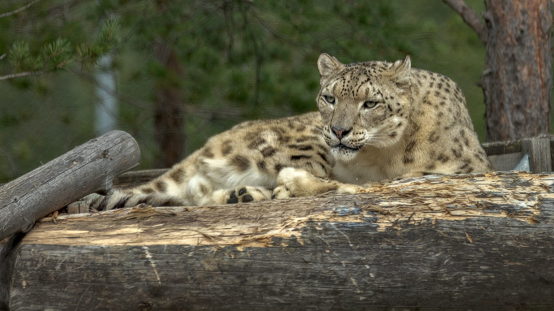 Snöleopard på trädstam, Ort, År