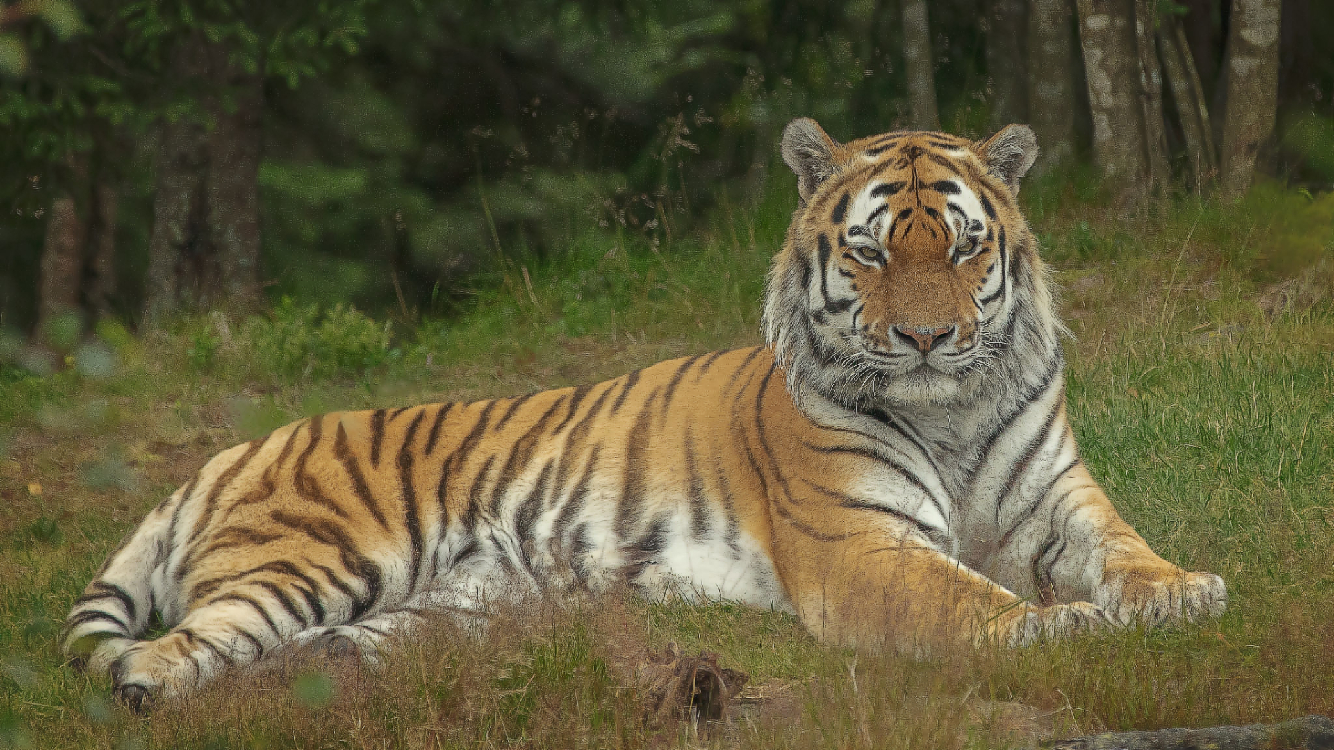 Tiger, Ort, År
